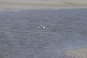 bird dives into the sea to catch fish photo