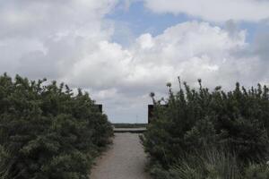 path through the dunes, village petten at the north sea, the netherlands, photo