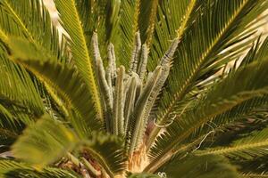 sago palm tree photo