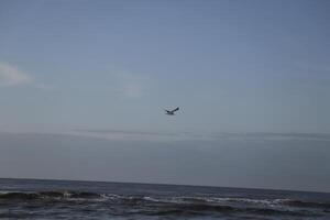 seagull flies above the beach and sea, the netherlans photo