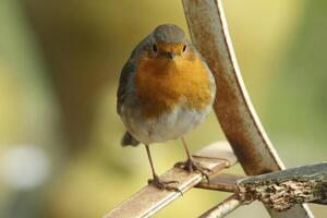 Robin little bird photo