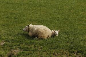 North Holland landscape in the spring, sheep and lamb in the field photo