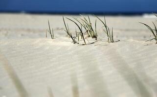 dunes and beach at vlieland, island in the netherlands photo