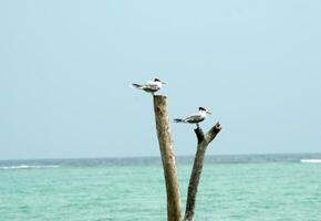 seagulls on a pole in the sea, Koh Samui island, Thailand photo