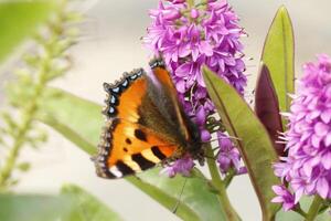 mariposa bebidas néctar desde un flor foto