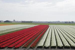 tulipanes floreciente, primavera, el Países Bajos, campos de flores foto