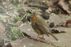 Robin little bird photo