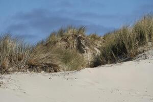 dunes and beach at vlieland, island in the netherlands photo