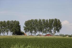 landscape in the netherlands in june photo