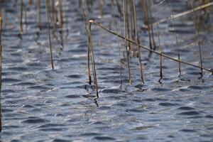 wetlands, shallow lakes in the dunes, vlieland, the netherlands photo