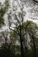 forest in the spring photo