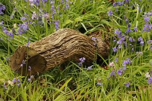 blue bells in the forest, spring, the netherlands photo