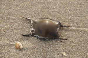 rye egg on the beach, netherlands photo