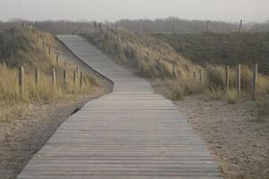 path in the dunes, netherlands photo