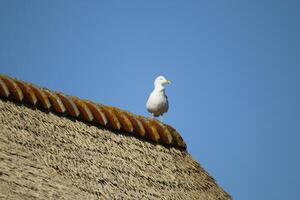 seagull on the roof photo
