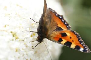 butterfly drinks nectar from a flower photo