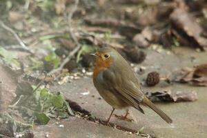 Robin little bird photo