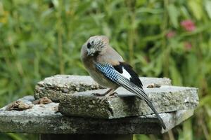 vistoso arrendajo pájaro foto