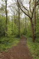 forest in the spring photo