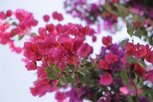 bougainvillea with pink and purple flowers photo