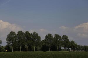 landscape in the netherlands in june photo