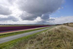 flower fields, tulips, hyacinths, rainy skies, netherlands photo