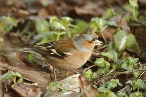 finch visits garden photo