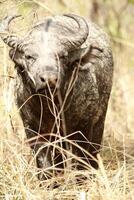 buffalo in the nature of pendjari np photo