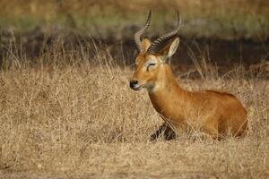 Impala, deer, beautiful wildlife in pendjari national parc, benin photo
