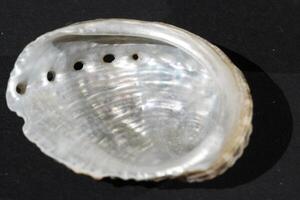 abalone sea shell photo