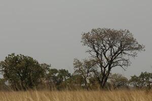 hermosa flora en el naturaleza de benin foto