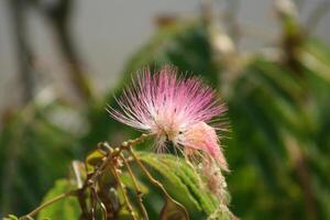 pink flower on a tree photo