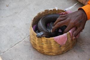 serpiente hombre encantador pone mano en cobra serpiente, India foto