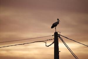 stork on its way north, resting for the night photo