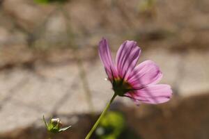 rosado cosmea flor foto