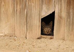 funny cat looks through gate in fence photo