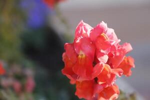 snapdragon colorful flowers photo