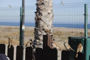 sparrows waiting for spilled food photo