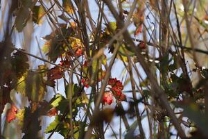 grape leaves in the winter photo