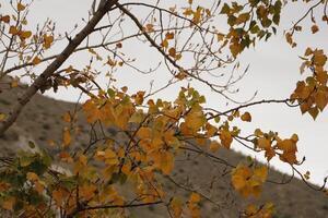 autumn colors of leaves photo