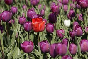 flowering Zijpe event, where you can take a walk through the tulips and other flower bulb fields photo