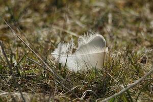 feather hangs in plants photo