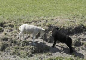 oveja y corderos en el prado en el Países Bajos foto