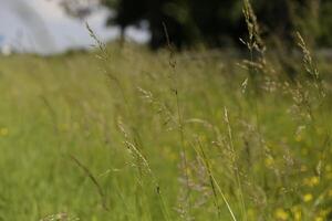 landscape in the netherlands in june photo