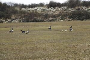 a paradise for birds, the dunes with shallow lakes, birds lay their eggs and find food, vlieland, the netherlands photo