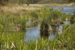 lakes, A round walk in the Zwanenwater nature reserve in , North Holland, the Netherlands photo