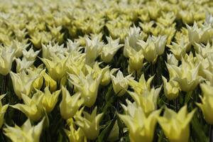 floración zijpe evento, dónde usted lata tomar un caminar mediante el tulipanes y otro flor bulbo campos foto