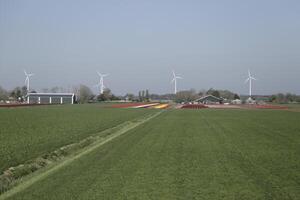 tulips blooming, springtime, the netherlands, flowerfields photo