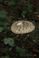 mushroom in the forest photo