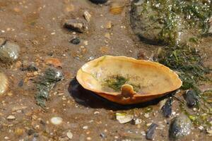 sand at the beach, vlieland, the netherlands photo